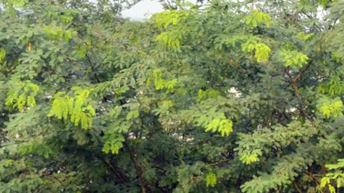 Locust shrub crossword
