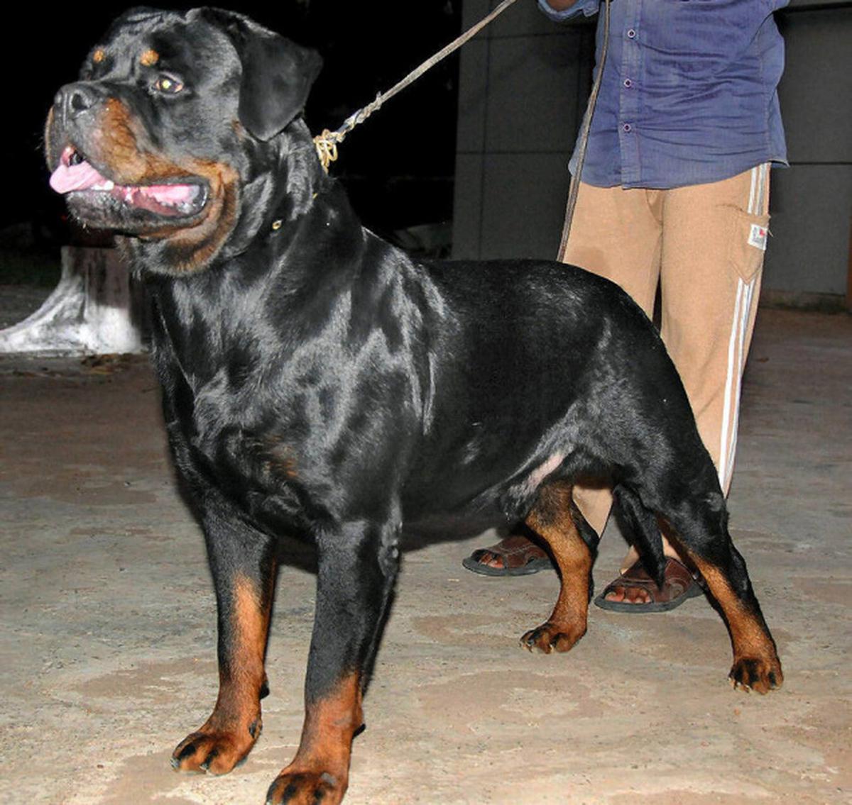 Extra care needed to train Rottweilers' - The Hindu