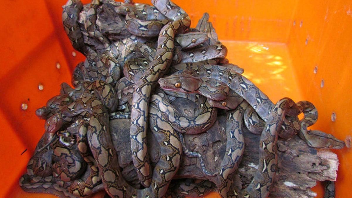 20 reticulated pythons hatch at Vandalur Zoo - The Hindu