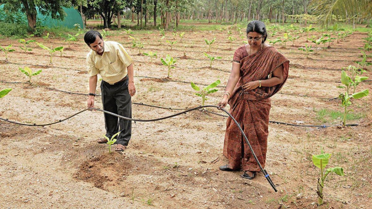 Fertigation method proves fruitful for raising banana The Hindu