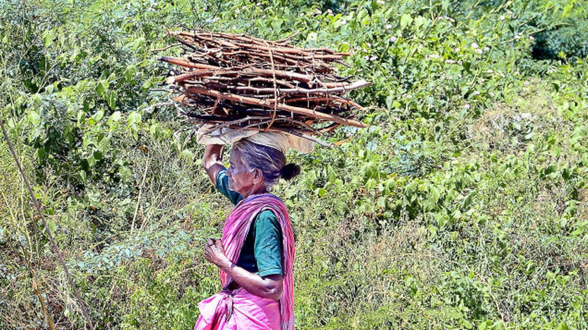 Woman from Siddapura taluk dies of KFD in Shivamogga Karnataka