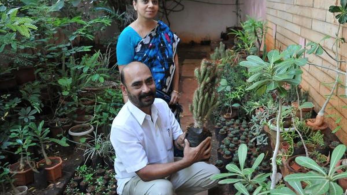 Madurai couple, G.Elango and E.Kalaimathy, on their hobby of raising