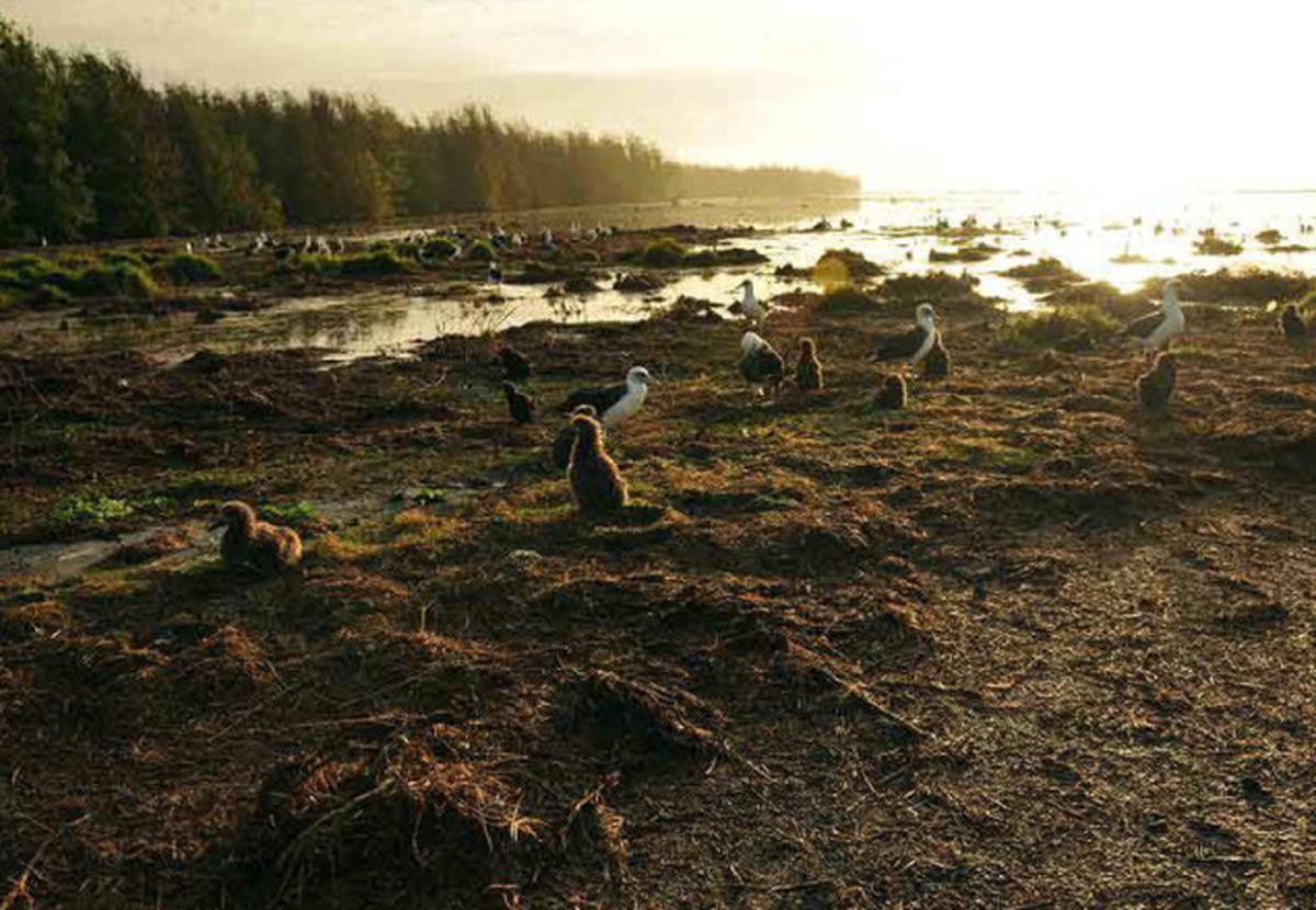 Midway island tsunami news