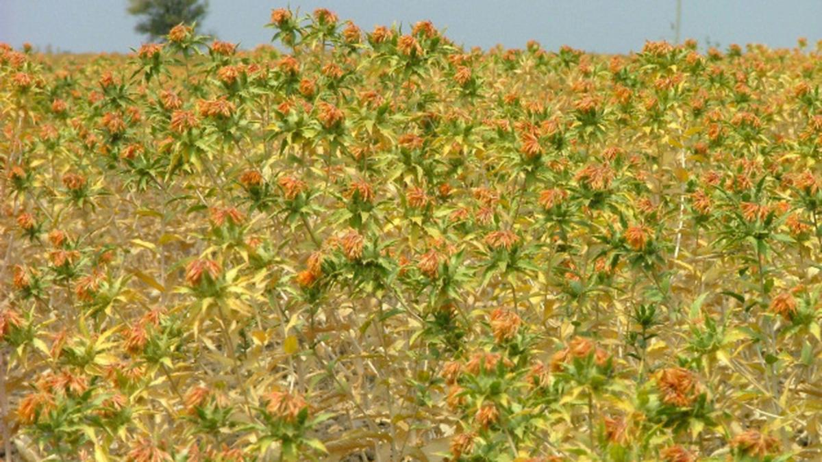 Daily dose of safflower oil may help reduce heart disease The Hindu