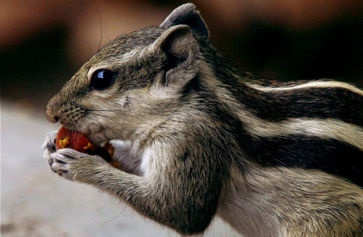 indian squirrel baby