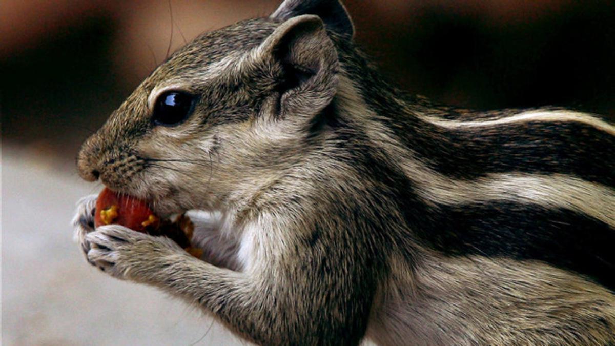 pet squirrel for sale in mumbai