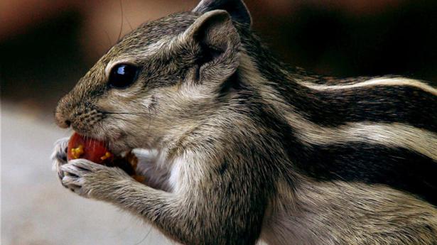 baby squirrel for sale in kolkata