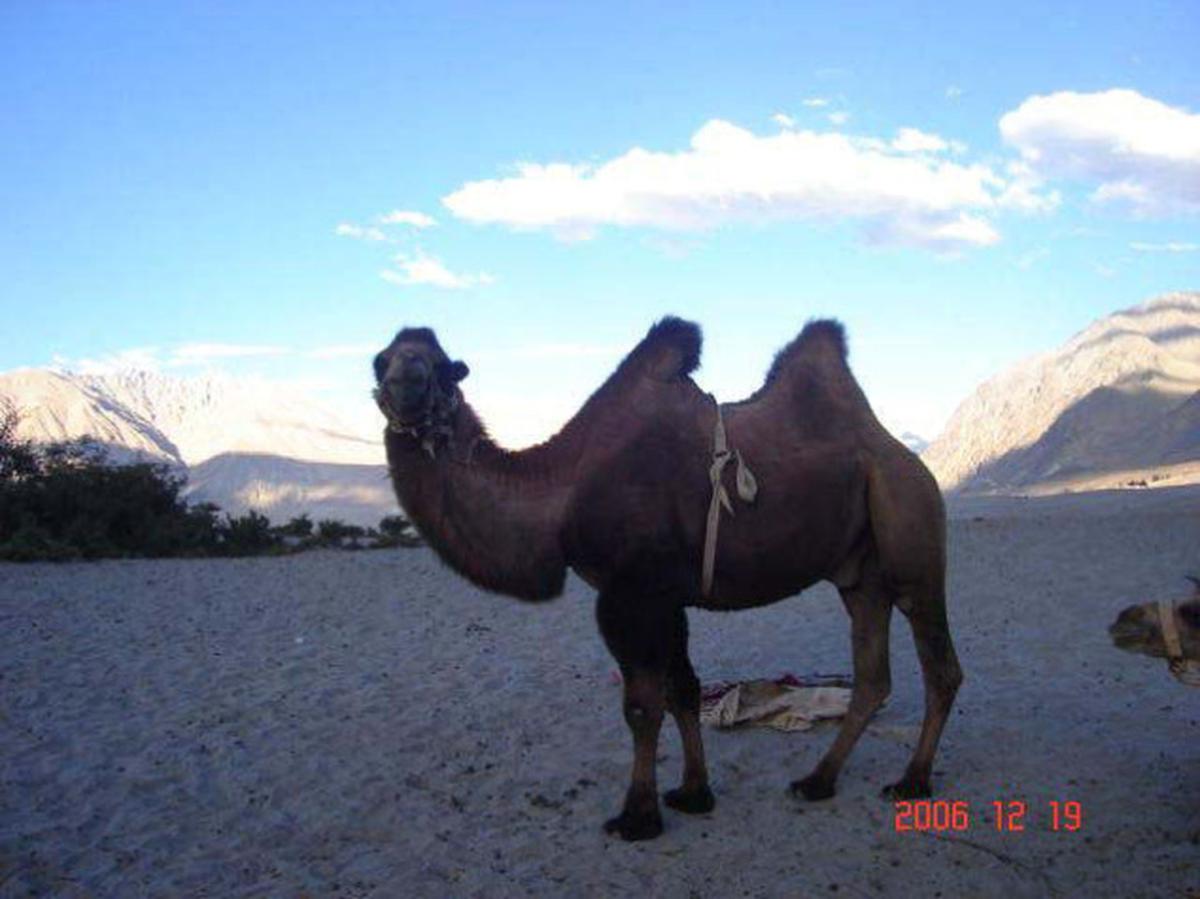 Camels of the Nubra Valley - The Hindu