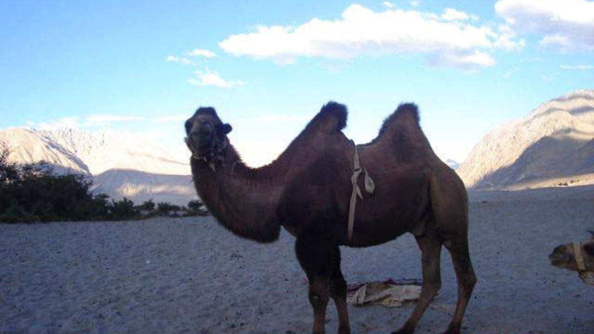 Camel ride on Nubra dunes, Please SUBSCRIBE to my  C…