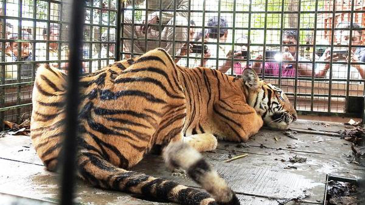 Kerala zoos turn deathtrap for translocated big cats - The Hindu