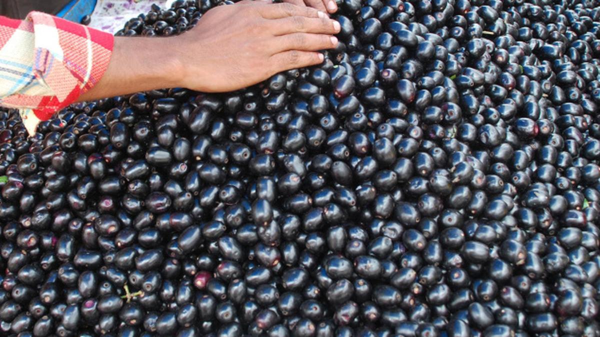 Blueberries help curb high blood pressure The Hindu