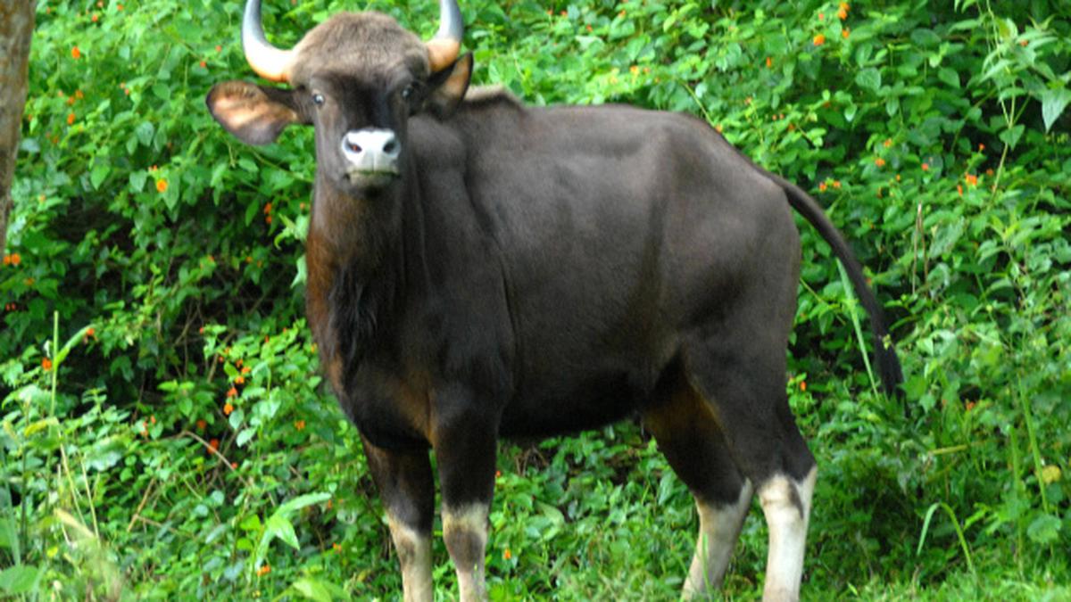 Indian bison to roam Bandhavgarh reserve again after a decade - The Hindu