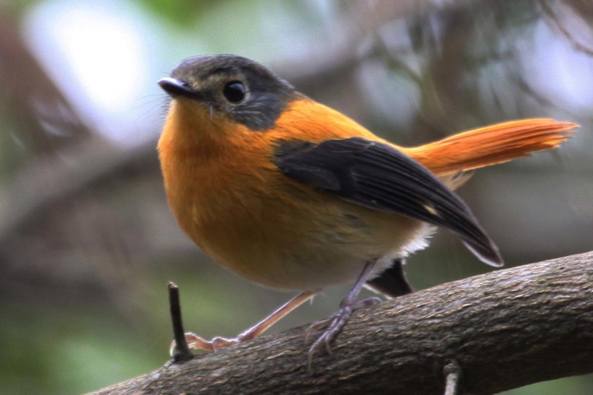 Survey finds 200 bird species in Wayanad part of Western Ghats