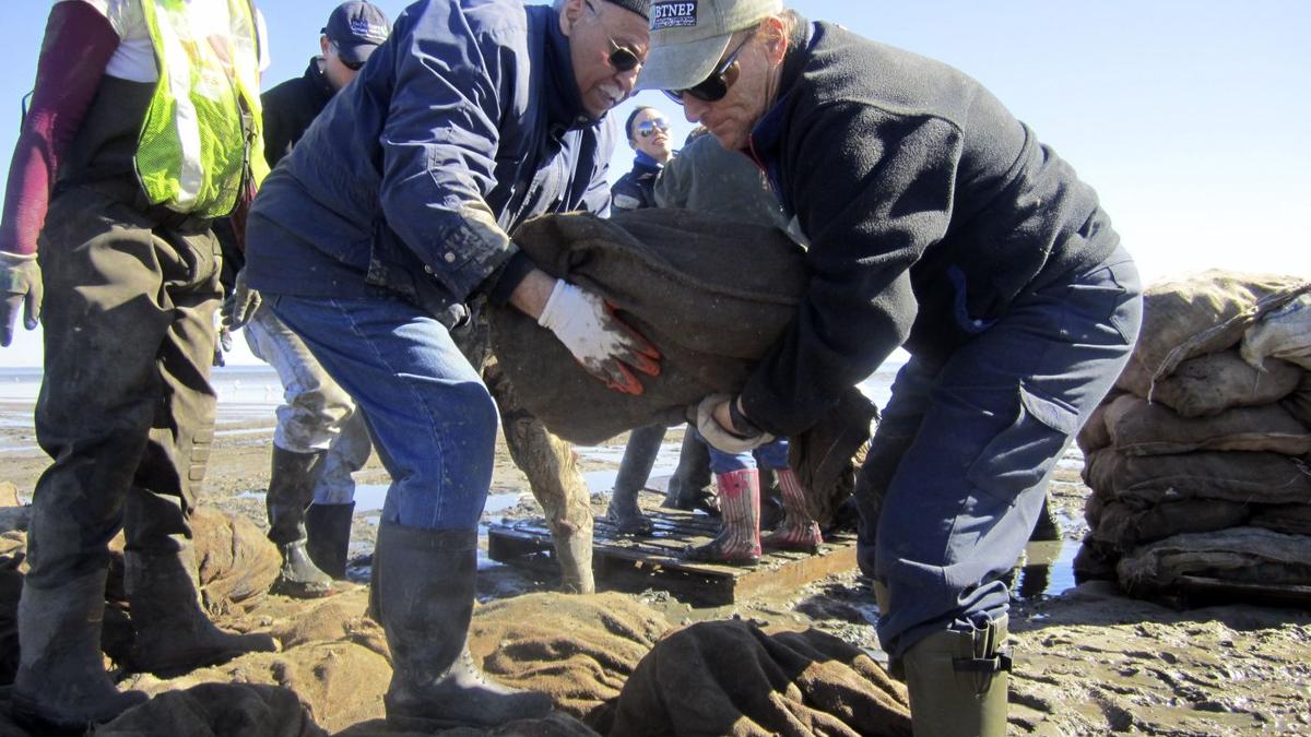 Oyster bed restoration The Hindu