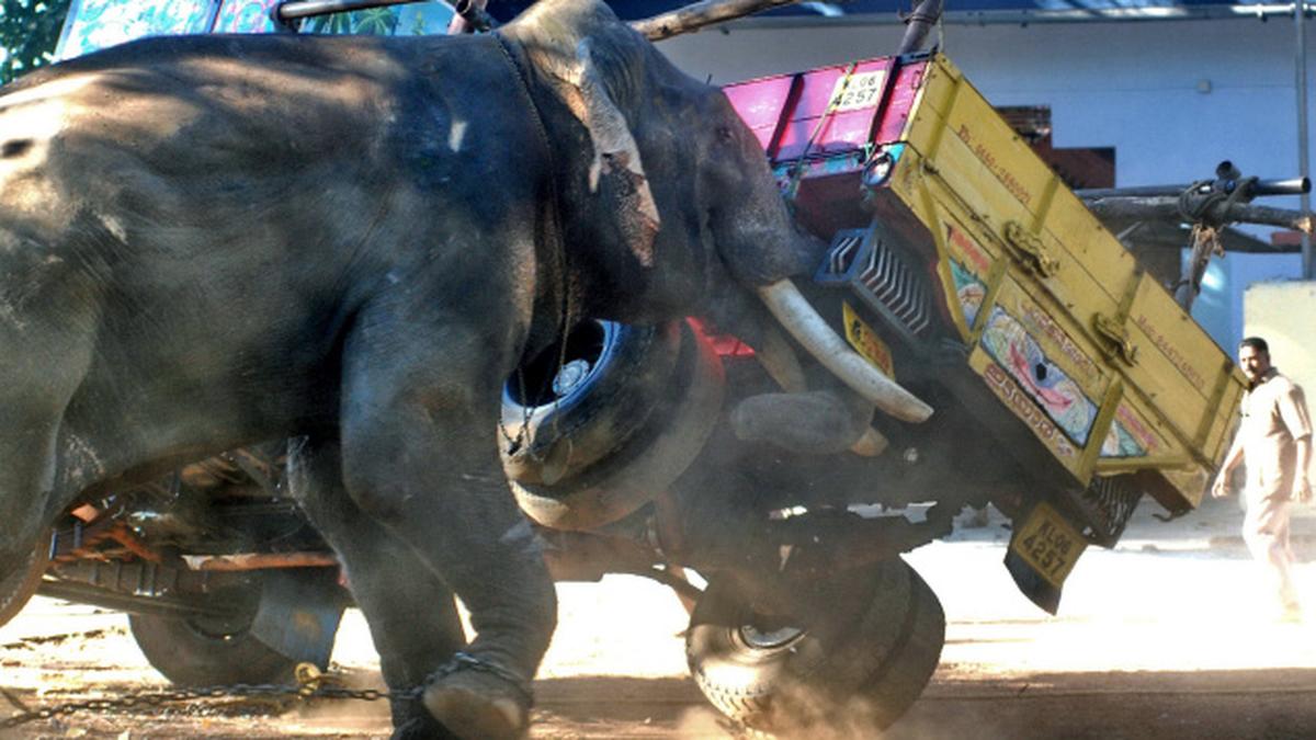 Elephants on the edge The Hindu