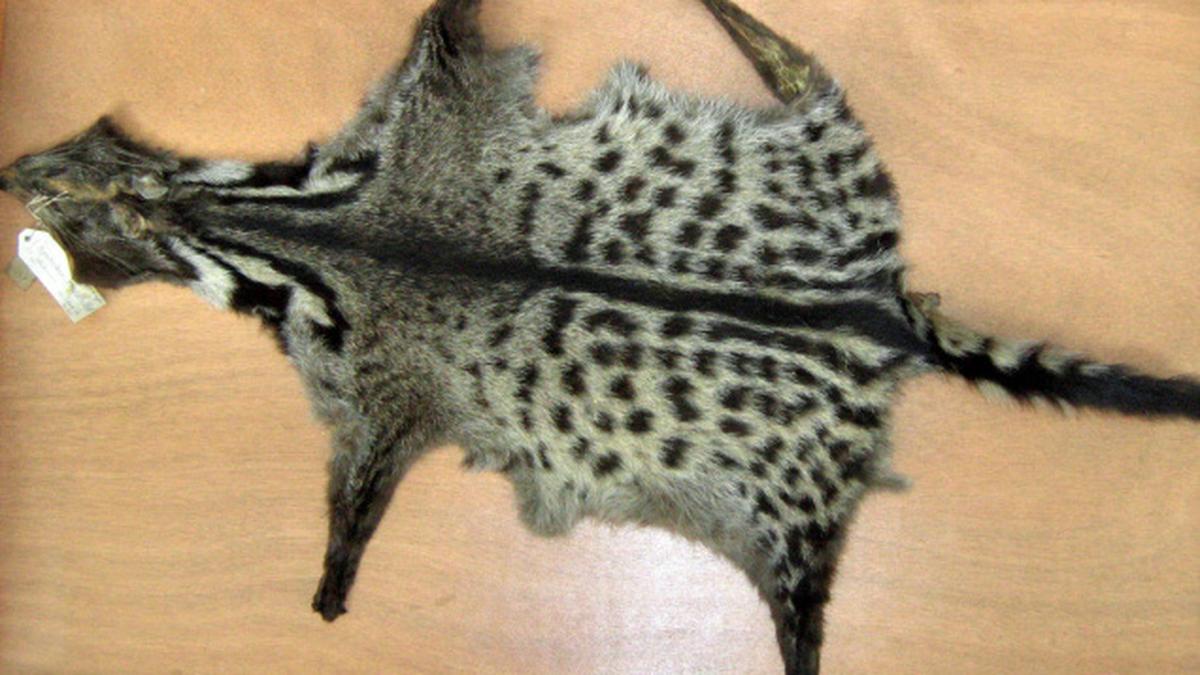 My Husband and other Animals The case of the mythical Malabar Civet