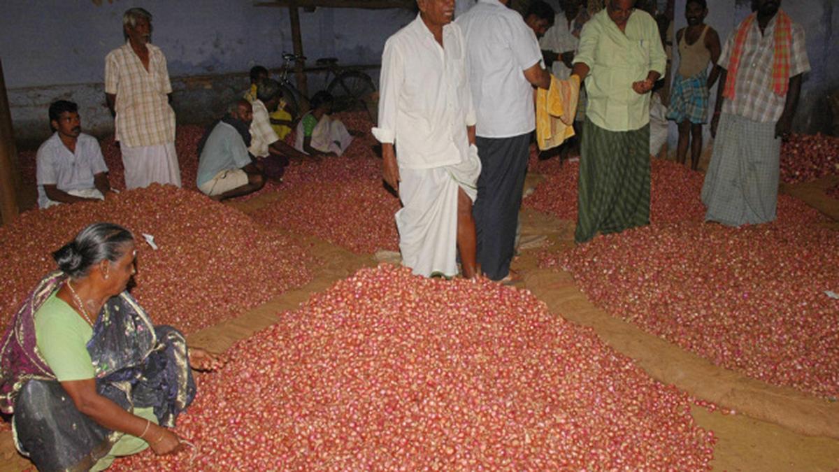 Onion prices crash at Dindigul market The Hindu