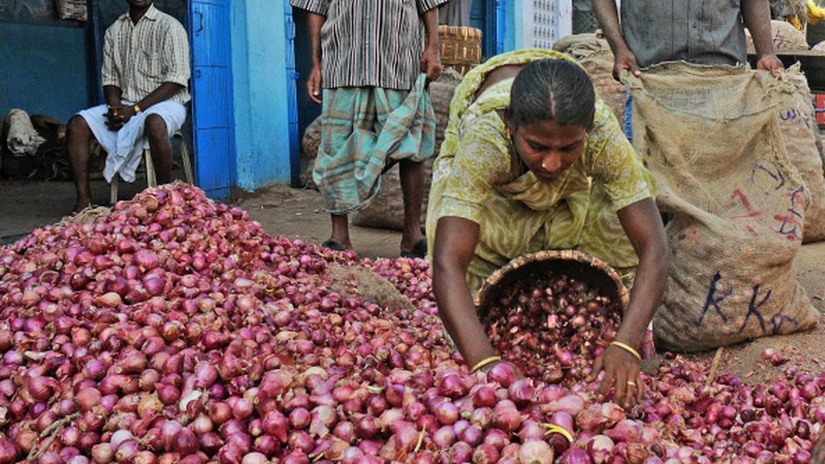 70 p.c. of onion crop in Maharashtra damaged by disease ICAR The Hindu