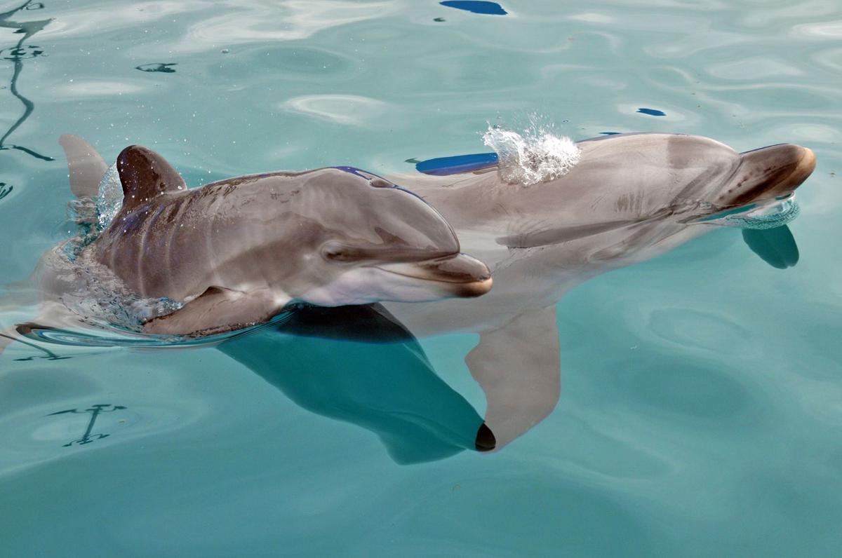 A mother bottlenose dolphin and her calf were successfully