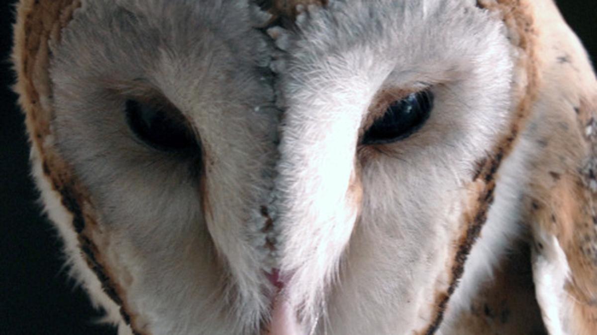 Owls in danger due to superstitions, illegal trade Report The Hindu