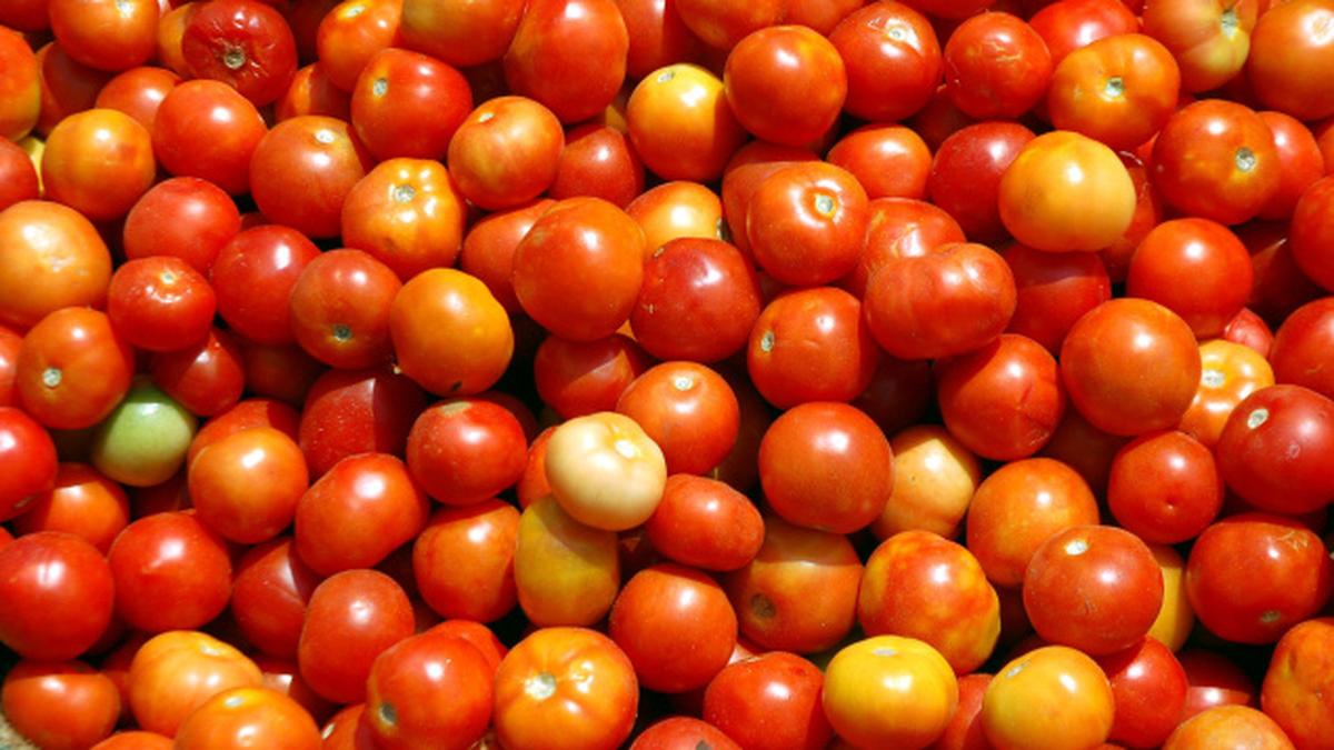 Tomatoes ‘can protect against prostate cancer’ The Hindu