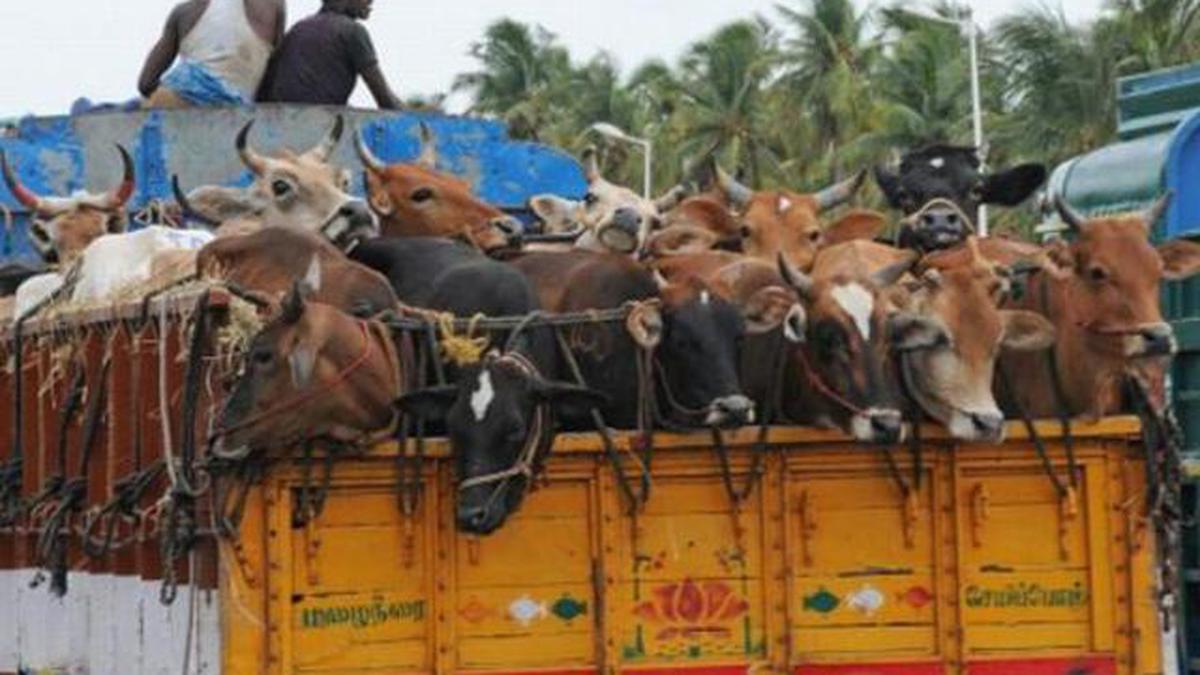 can-you-eat-beef-in-india-is-it-legal-or-illegal-know-more-eat-beef