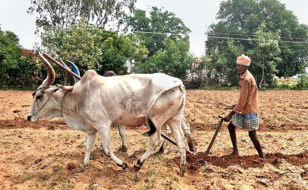 keeping-alive-cattle-ploughing-the-hindu