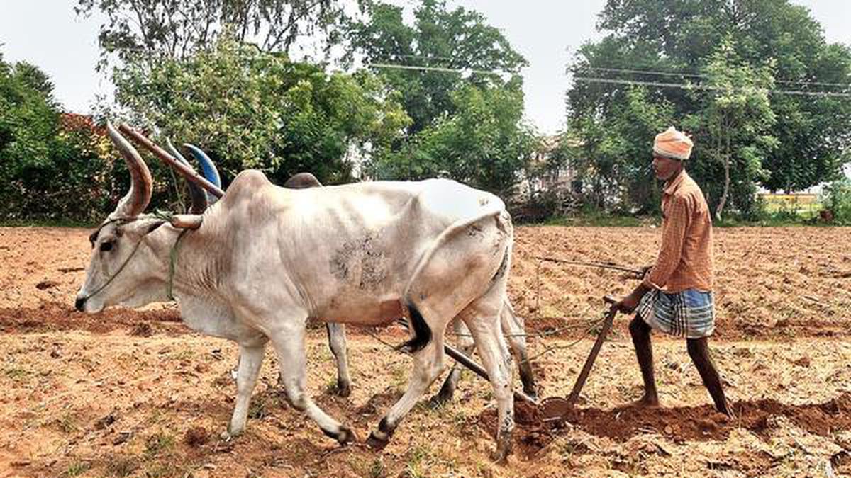 Keeping alive cattle ploughing - The Hindu