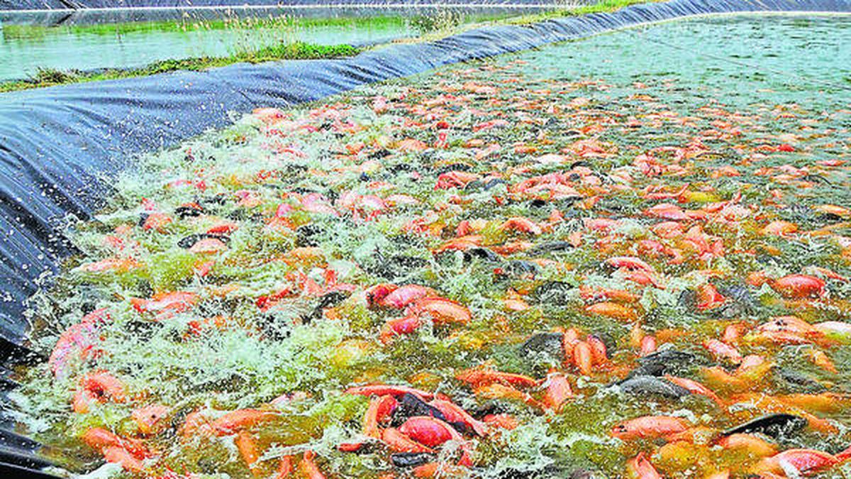 A second coming for Tilapia in south Tamil Nadu The Hindu