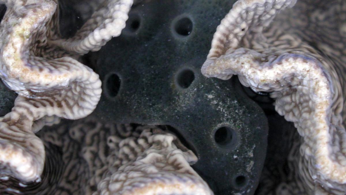 Sponge species sheds light on animal evolution The Hindu