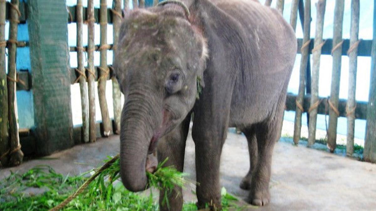 Wild elephant calf rescued - The Hindu