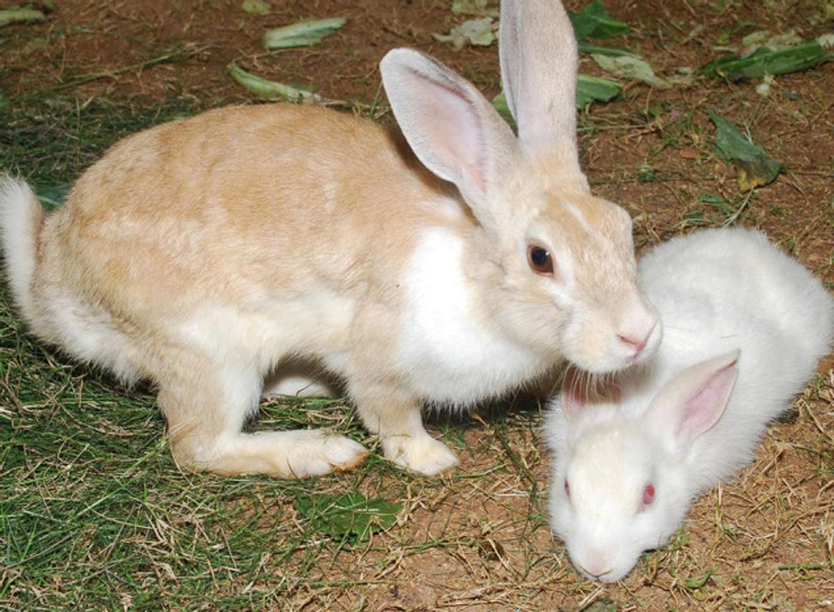 Pet Pals - Taking Care of Rabbits - The Hindu