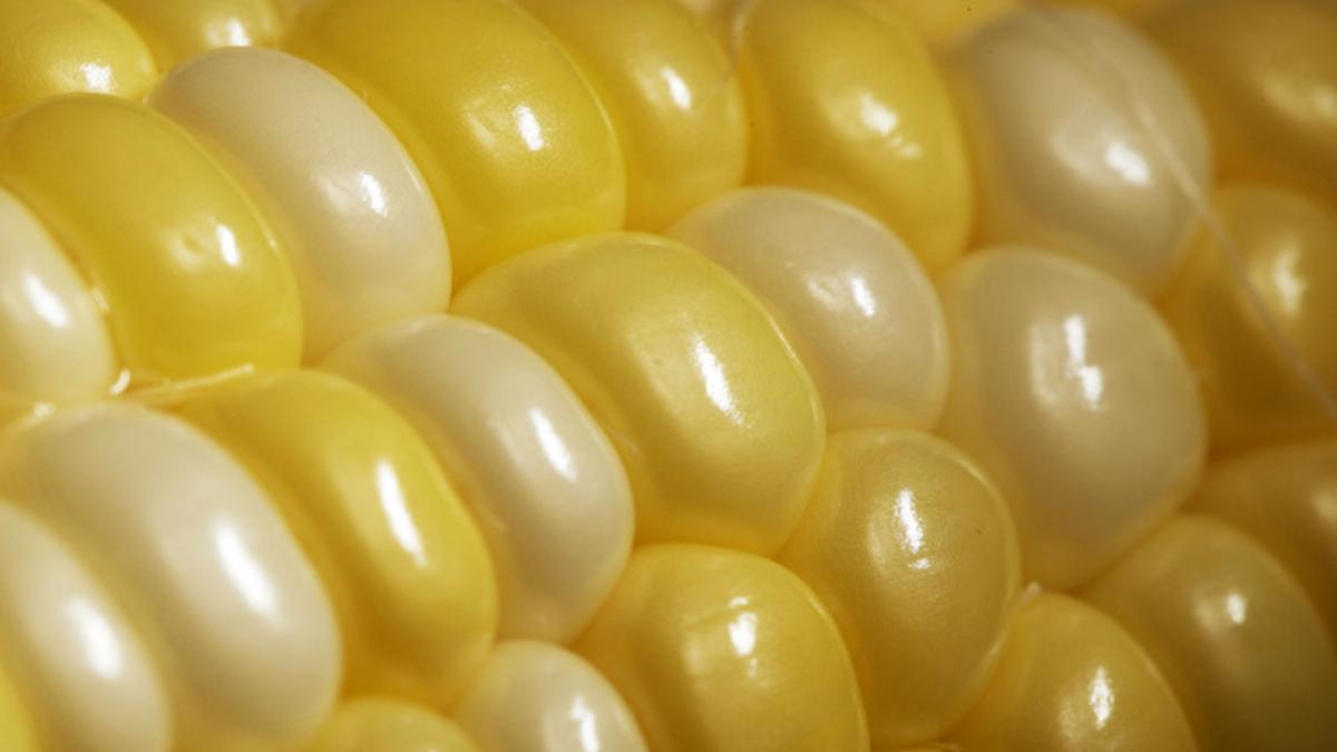 Scientists find way to boost nutritional levels of corn The Hindu