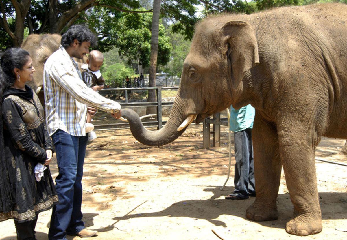 Darshan adopts elephant calf in Mysore zoo - The Hindu