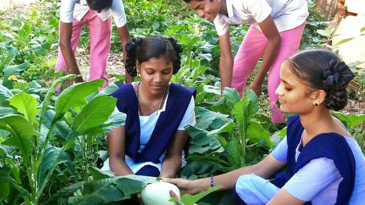 ‘Nutri-Garden’ programme bearing fruit in East Godavari - The Hindu