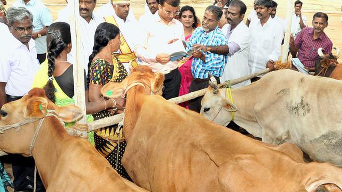 Special cattle camp held - The Hindu