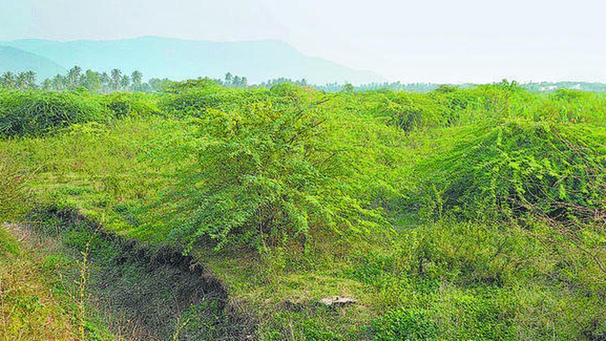 ‘Remove karuvelam trees from Kotteri lake’ The Hindu
