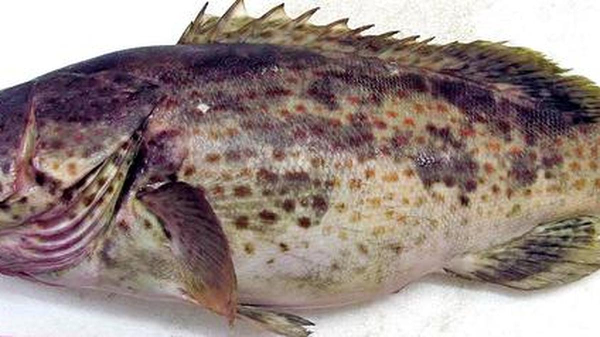 Orangespotted grouper production to get a push The Hindu