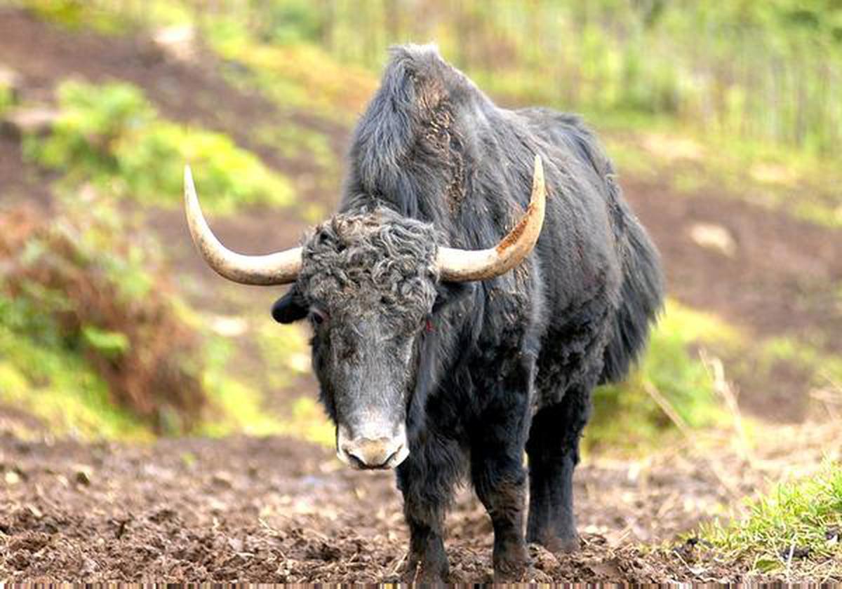 In a first, Himalayan yaks to be insured - The Hindu