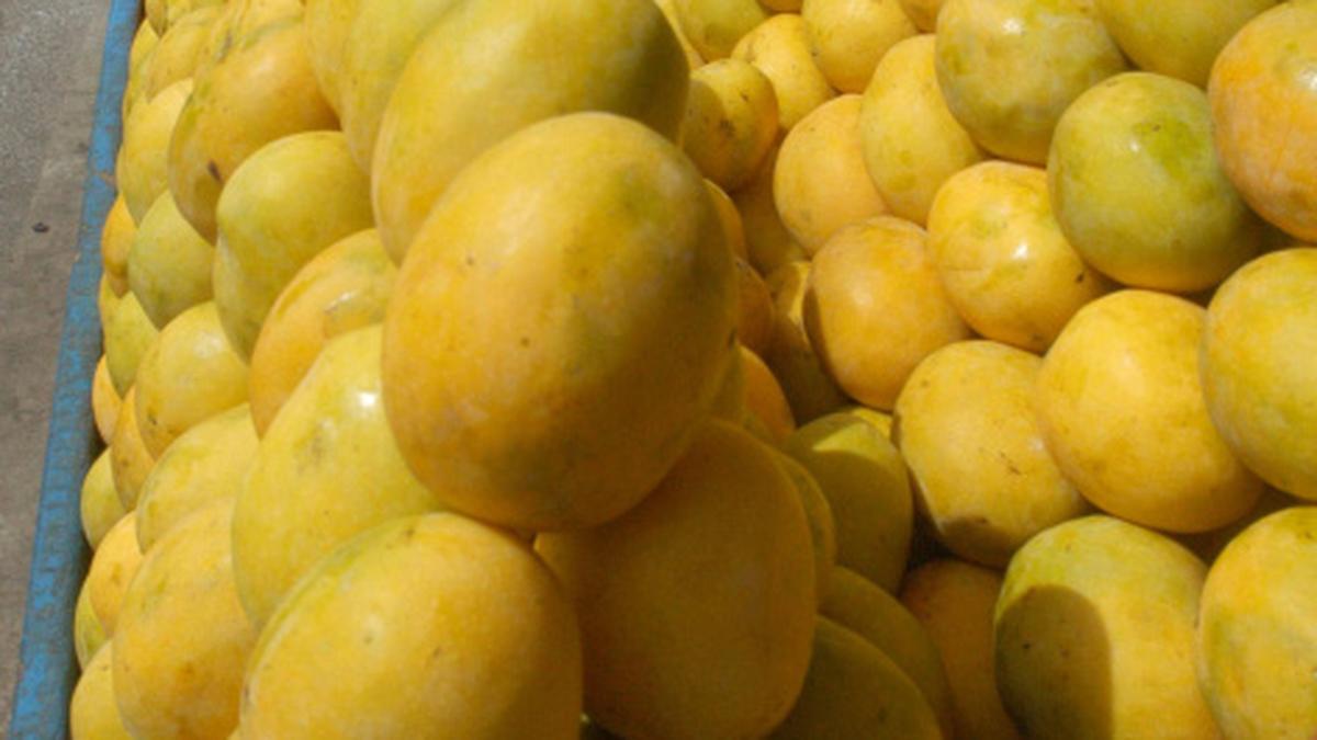 Karnataka’s mango orchards under threat The Hindu
