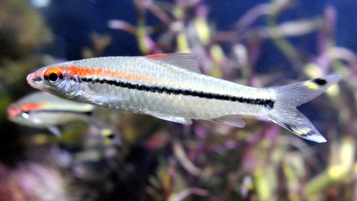 ‘Miss Kerala’ finds spot on IUCN Red List - The Hindu