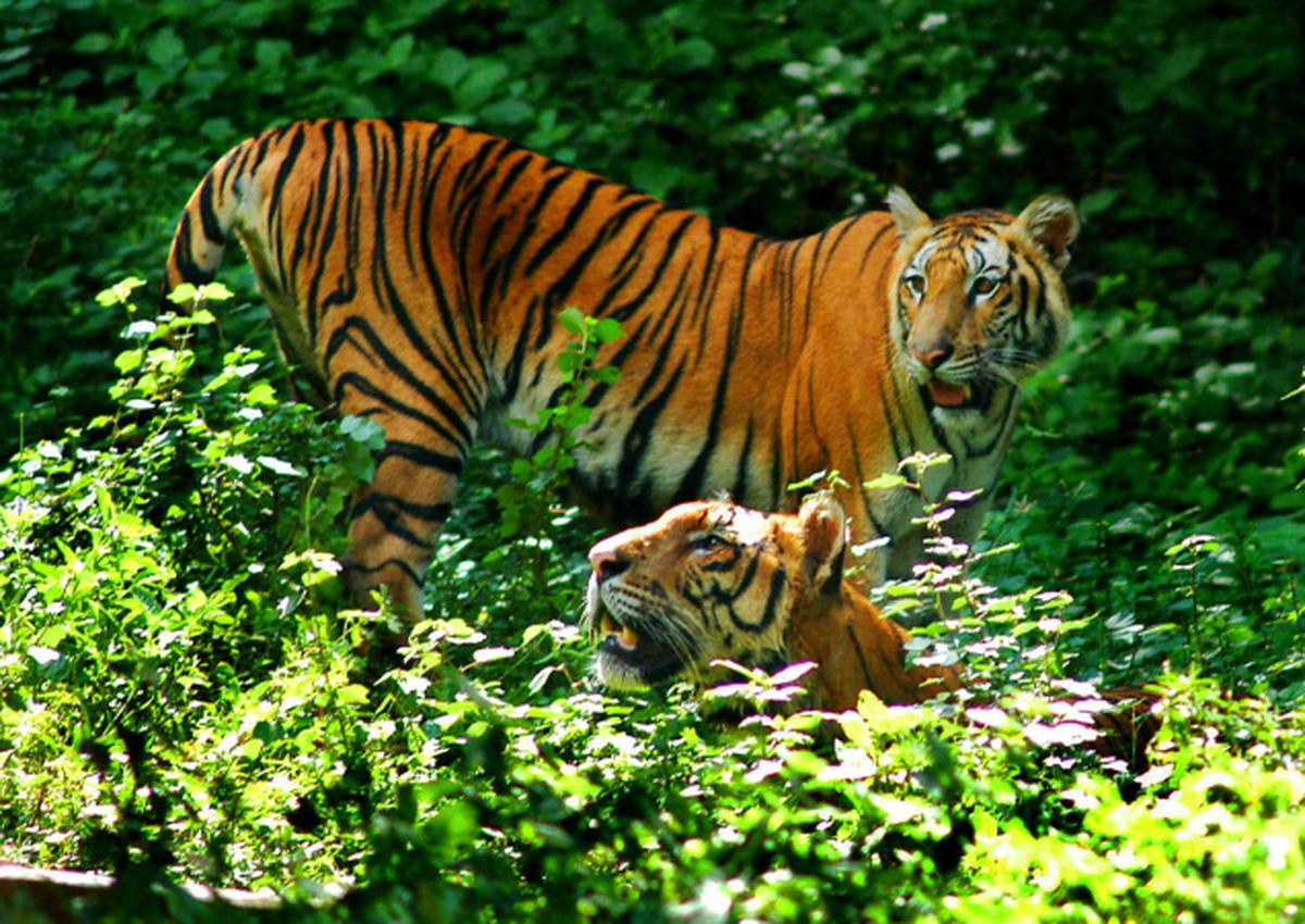 Now Royal Bengal tigers at Goa’s Bondla Zoo - The Hindu