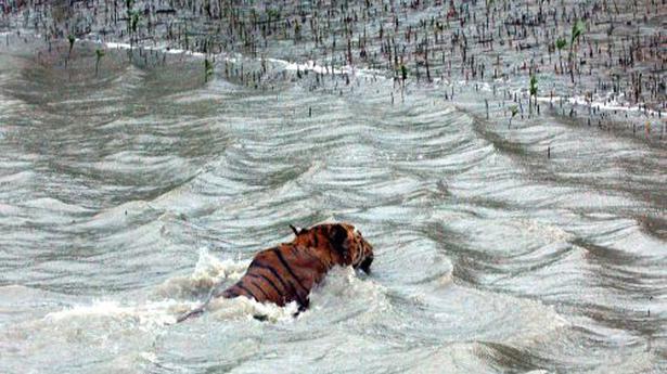 
Habitat and food mark out Sunderbans tigers - The Hindu
