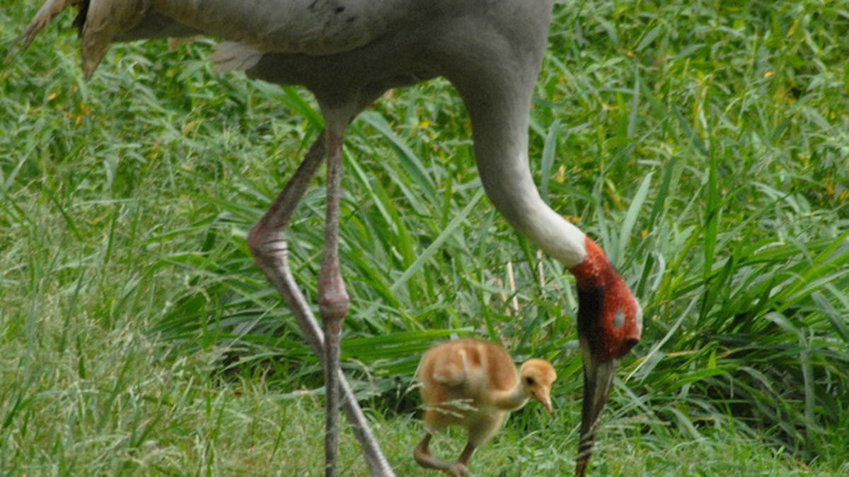 Sarus and Sea