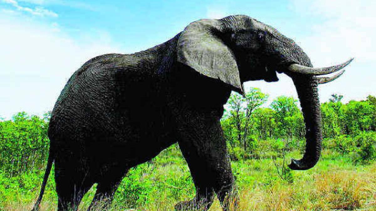 African elephants &lsquo;face extinction in 15 years&rsquo;