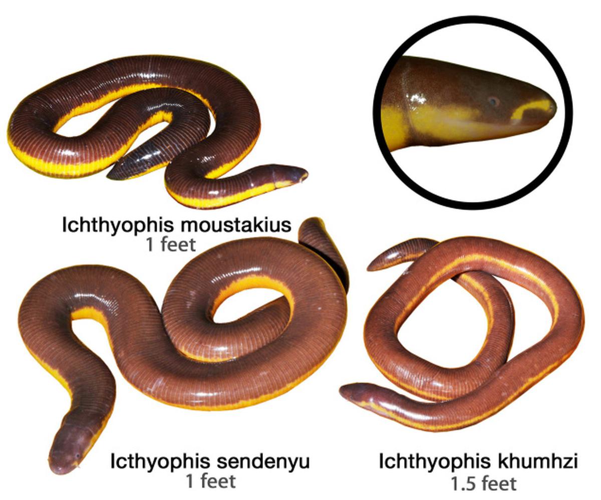 Three new species of legless amphibians found in northeast - The Hindu