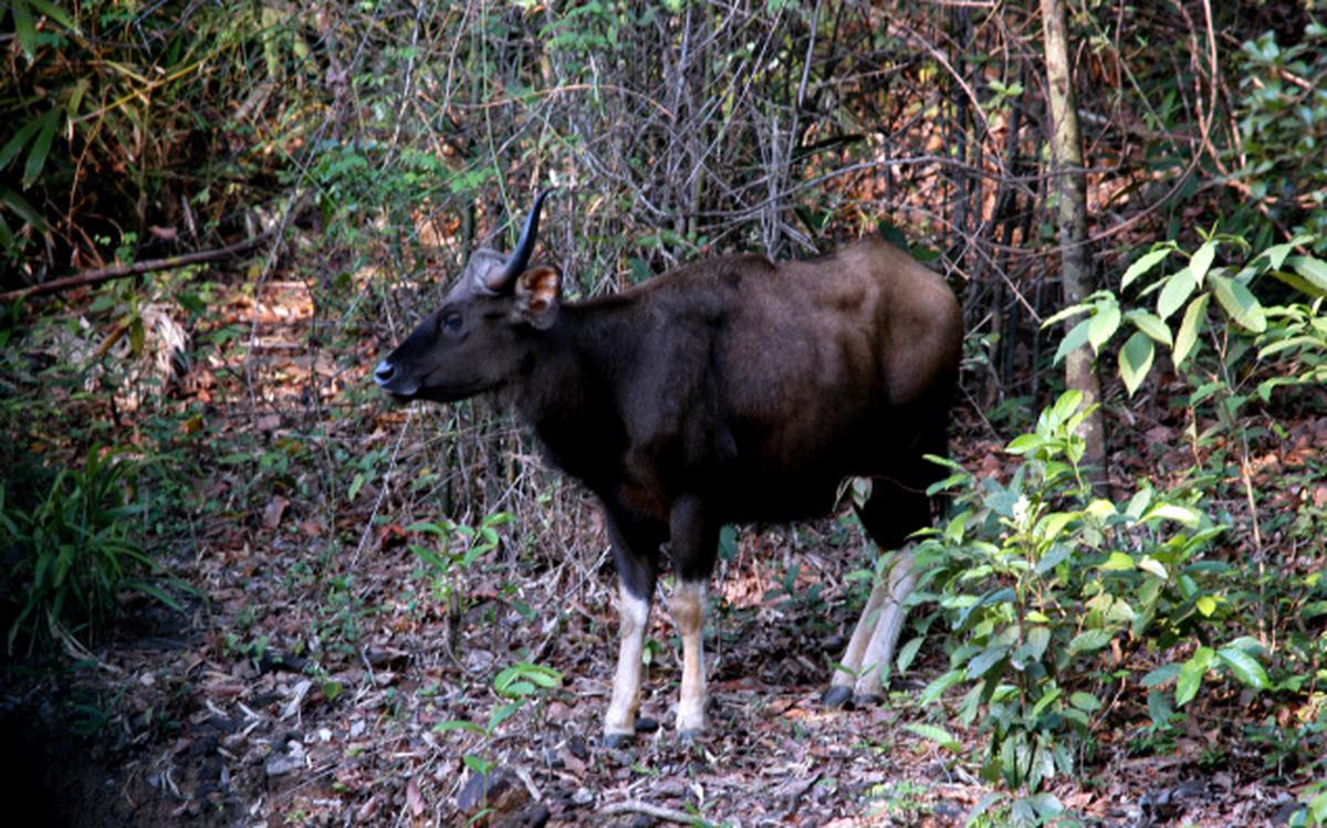 Goa’s wildlife sanctuaries to be declared Critical Wildlife Habitats  - The Hindu