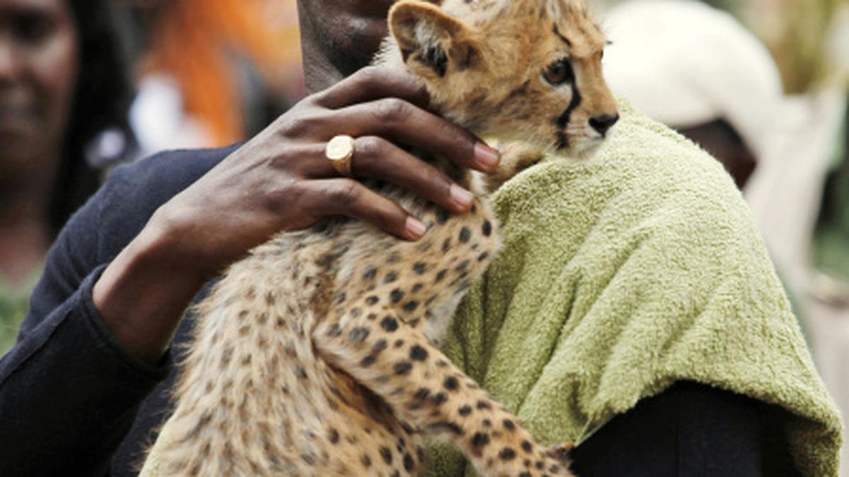 Usain Bolt adopts cheetah - The Hindu