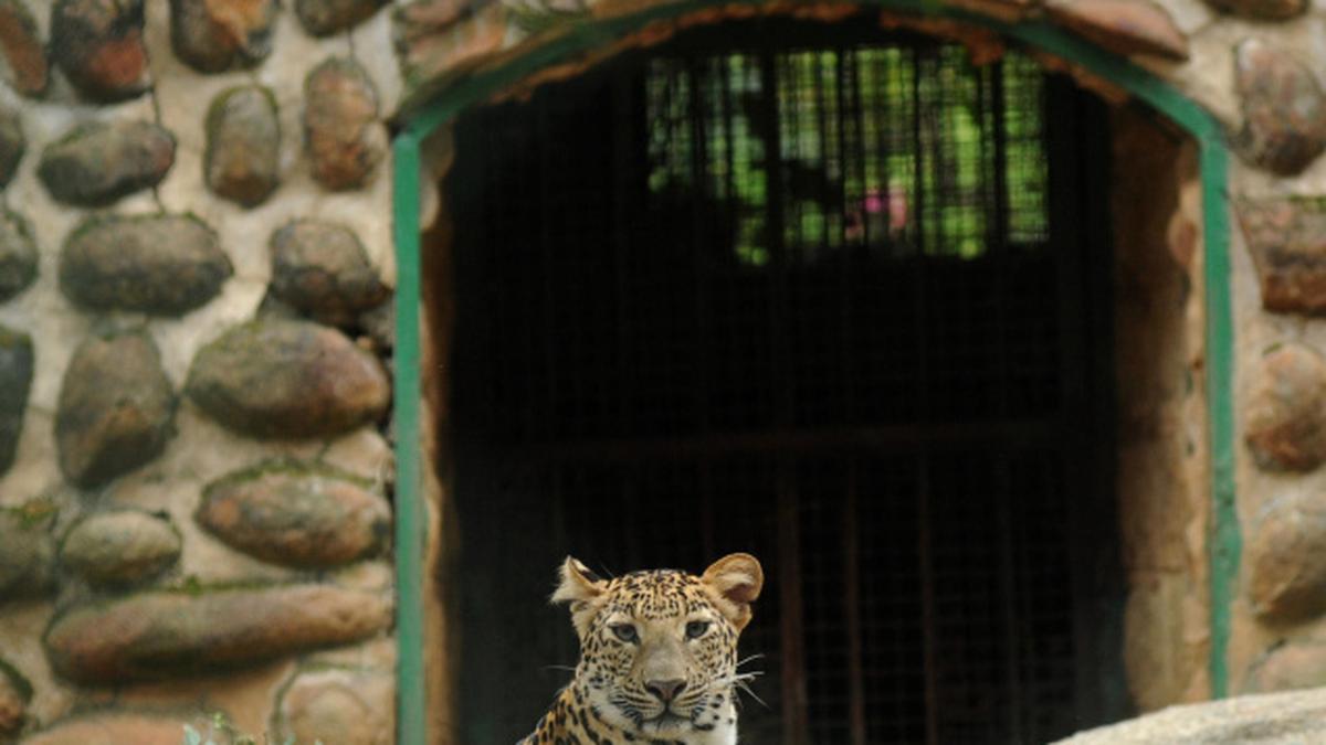 Animal enclosures at zoo too small for comfort The Hindu