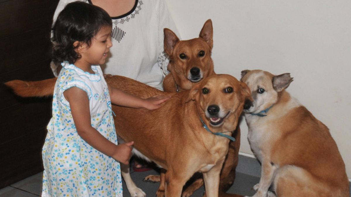 Dog owners get more exercise than gym members Study The Hindu